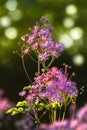 Greater- or Columbine Meadow Rue in spring Royalty Free Stock Photo
