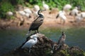 Greater Cormorant and Little egret on a rock on the shore of Lake Victoria, Tanzania