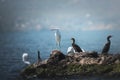 Greater Cormorant and Little egret on a rock on the shore of Lake Victoria, Tanzania