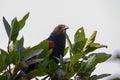 Greater coucal above the canopy