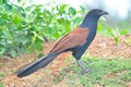 Greater Coucal bird