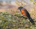 a Greater coucal bird perched on a tree Royalty Free Stock Photo