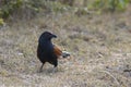 Greater Coucal - Centropus sinensis Royalty Free Stock Photo