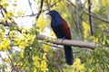 Greater Coucal Centropus sinensis Birds of Thailand