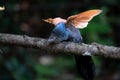 greater coucal (centropus sinensis) on a tree branch with open wings Royalty Free Stock Photo