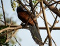 The Greater Coucal or the Crow Pheasant Bird. Royalty Free Stock Photo