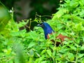 The greater coucal or crow pheasant