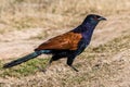 Greater Coucal - Crow Pheasant Royalty Free Stock Photo