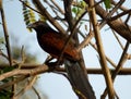 The Greater Coucal or the Crow Pheasant in India, also called mahuka or mahok Royalty Free Stock Photo