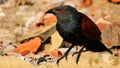 Greater Coucal or Crow Pheasant