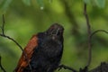 Greater coucal looking straight into the camera