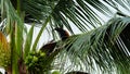 A greater coucal perched on a coconut tree. Royalty Free Stock Photo