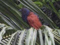Greater coucal perching on a tree branch Royalty Free Stock Photo