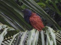 Greater coucal perching on a tree branch Royalty Free Stock Photo