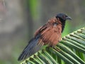 Greater coucal  perching on a tree branch Royalty Free Stock Photo