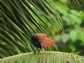 Greater coucal  perching on a tree branch Royalty Free Stock Photo