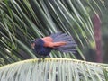 Greater coucal  perching on a tree branch Royalty Free Stock Photo