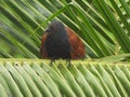 Greater coucal perching on a tree branch Royalty Free Stock Photo