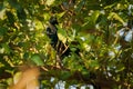 . Greater Coucal Sitting On Branch Of Tree Royalty Free Stock Photo