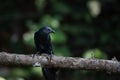 Greater coucal on a tree branch Royalty Free Stock Photo