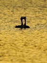Greater Crested Grebe displaying and swimming in the golden hour