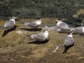 Greater Crested Tern