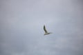 Greater Crested Tern bird in mid flight by the waterside on Paarden Eiland beach at sunrise.