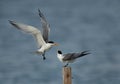 A Greater Crested Tern getting close to the wooden log at Busaiteen coast, Bahrain