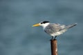 Greater crested tern perched on rusted iron pipe