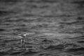 Greater Crested Tern perched on woode log surrounded by sea waves at Busaiteen coast of Bahrain