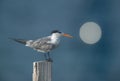 Greater Crested Tern perched on a wooden log with a round bokeh of light reflected from a building at the backdrop that resembles