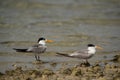 Greater Crested Tern on road at Busaiteen coast Bahrain