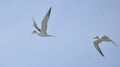 Greater crested tern in sea beach Royalty Free Stock Photo