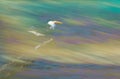 Greater Crested Tern with streaks at the backdrop, Bahrain. The image generated by merging the multiple exposures