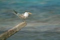 Greater Crested Tern with streaks at the backdrop, Bahrain. The image generated by merging the multiple exposures