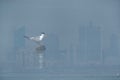 Greater Crested Tern superimposed on Bahrain skyline using in camera mutliple exposure technique