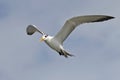 Greater crested tern Thalasseus bergii Birds flying