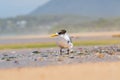 Greater crested tern (Thalasseus bergii) medium sized bird, animal sitting on the sandy beach by the sea