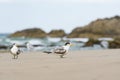 Greater crested tern (Thalasseus bergii) medium-sized bird, animals sit on the sandy beach on the seashore Royalty Free Stock Photo