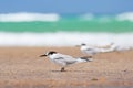 Greater crested tern (Thalasseus bergii) medium-sized bird, animals sit on the sandy beach on the seashore Royalty Free Stock Photo