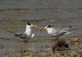 A Greater Crested Tern trying to offer fish, Bahrain