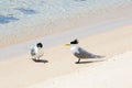 Greater crested terns