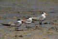 Greater Crested Terns at Busaiteen coast, Bahrain . Selective focus on the middle Royalty Free Stock Photo