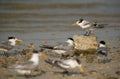 Greater Crested Terns at Busaiteen coast with a juvenile on the boulder, Bahrain Royalty Free Stock Photo