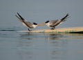 Greater Crested Terns communicating , Busaiteen coast, Bahrain Royalty Free Stock Photo