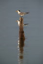 Greater Crested Terns and dramatic reflection on water at Busaiteen coast, Bahrain Royalty Free Stock Photo