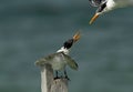 Greater Crested Terns fight for perch at Busaiteen coast, Bahrain Royalty Free Stock Photo