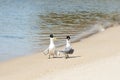 Greater crested terns