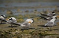Greater Crested Terns preening at Busaiteen coast, Bahrain