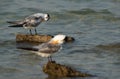 Greater Crested Terns preening at Busaiteen coast, Bahrain. Selective focus at the back Royalty Free Stock Photo